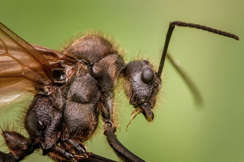 Insect-Based Cuisine